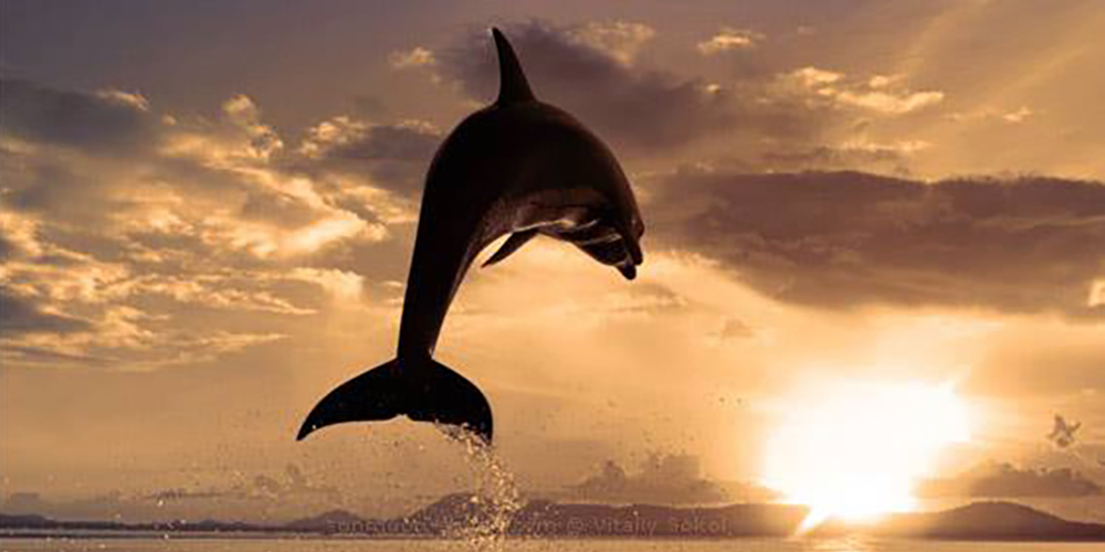 Dolphin