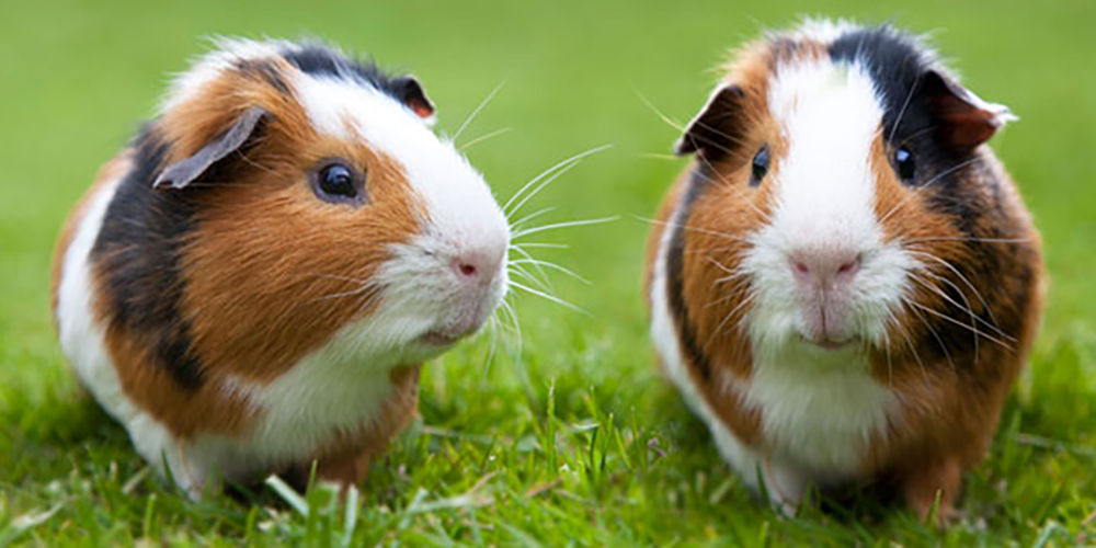 Guinea Pigs