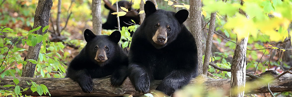 Bears Bears