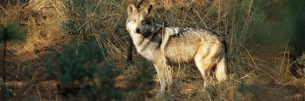 Wolf