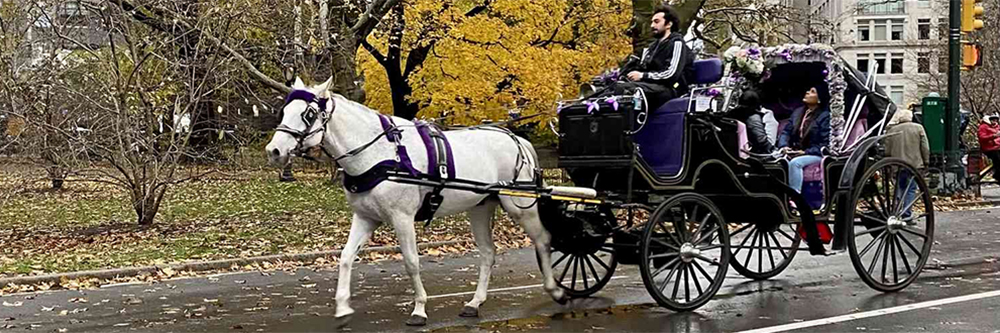 Horse-Drawn Carriage Horse-Drawn Carriage